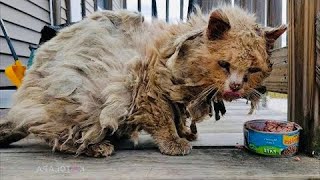 «Он очень странный!» По улицам города бродил никому не нужный голодный кот со спутанной шерстью