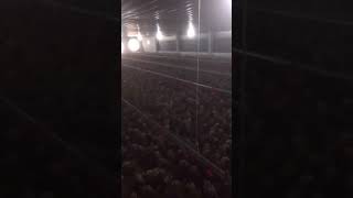 Mo hình nuoi ga cong nghiệp