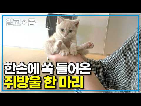 “이런 고양이는 처음입니다” 미야옹철도 깜짝 놀란 역대급 체육 특기생 고양이의 놀라운 에너지｜고양이를 부탁해｜알고e즘