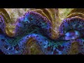 Mollusks-Bivalves-Tridacna Gigas