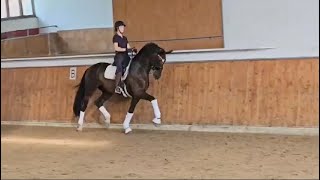 For Sale Raver 13Yo Dressage Gelding Ms Level