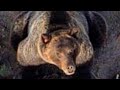Big Earless Grizzly Slowed And Edited