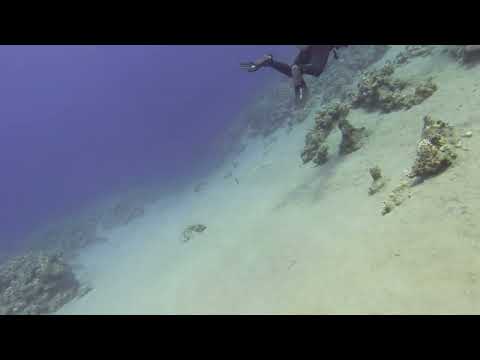220721 Golden Blocks, Dahab, Egypt [Orca Dive]