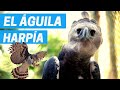 EL ÁGUILA HARPÍA - Una de las aves de presa más poderosas 🦅
