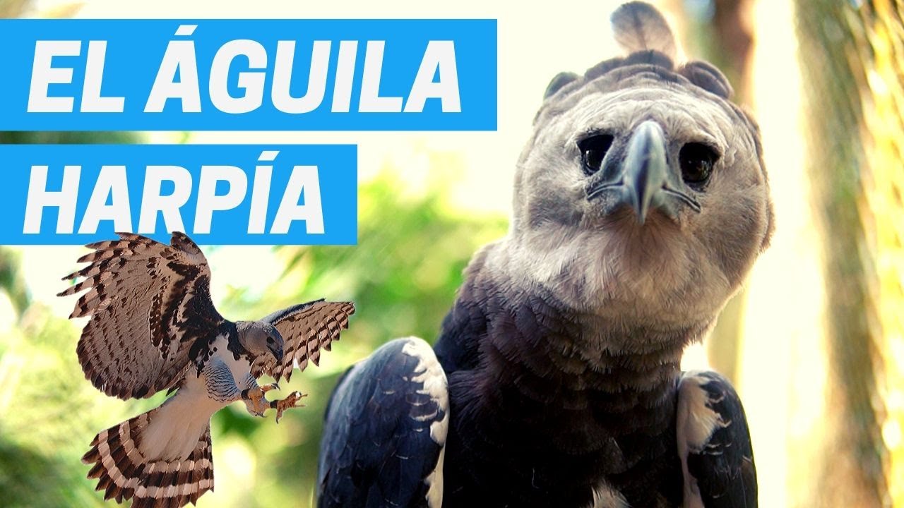 EL ÁGUILA HARPÍA - Una de las aves de presa más poderosas ? - YouTube