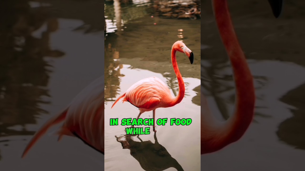 The flamingo,with its vibrant pink plumage and graceful stature, is a marvel of nature. 