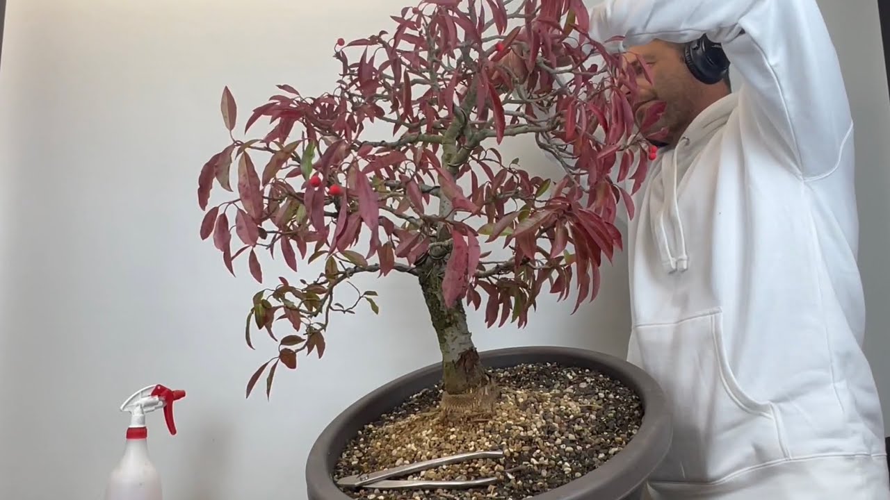 Nouvel arbre dans le jardin : Premier traitement du Photinia dividiana