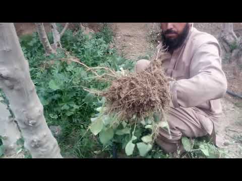 فيديو: ما هو Witchgrass: نصائح لمكافحة الأعشاب الضارة Witchgrass