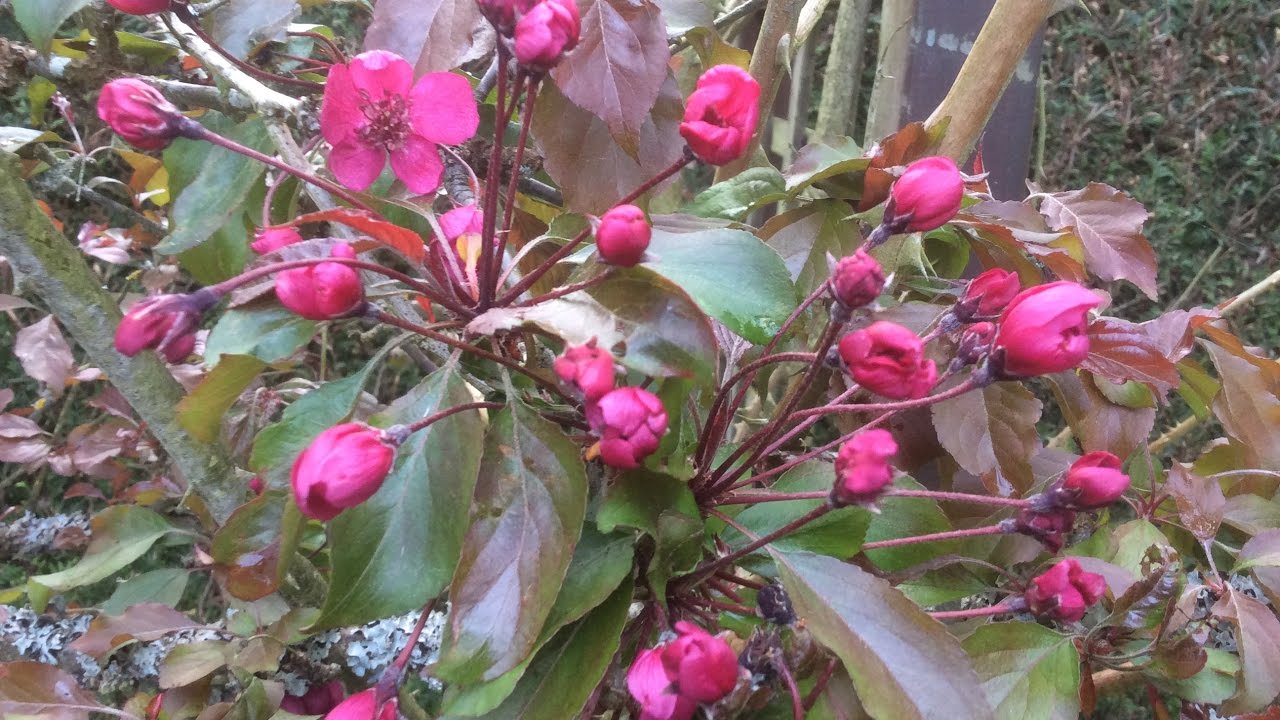 Pommier à fleurs ou d'ornement Malus 'Coccinella' belles fleurs petits ...