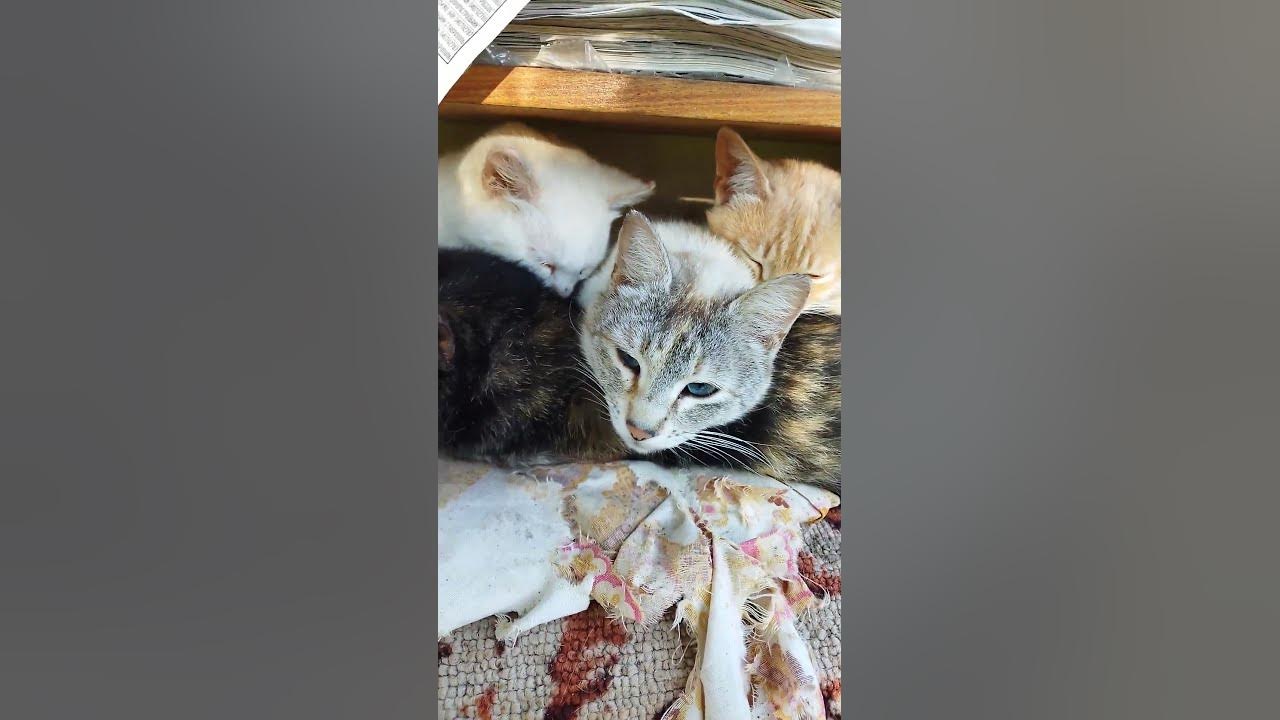 #дача #кошки - YouTube