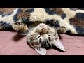 お布団が気持ち良すぎてなかなか起きられず朝寝坊してしまった子猫w
