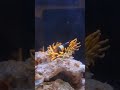 30 minutes of clownfish lovin in 30 seconds ❤️ #reeflife #clownfish #anemone
