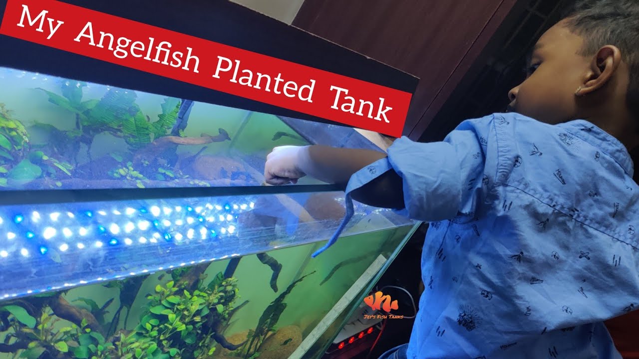 Low Tech Planted Aquarium for Angelfish - தமிழ்