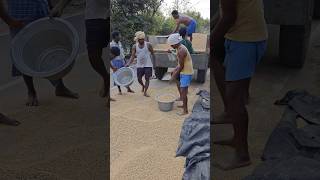 Farmers’ Hard Work Journey 🌾 | Labour Day Tribute ❤️#LabourDay #FarmersLife #Shorts #tamilshorts