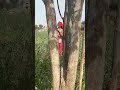 panghat ri paniyari re #viralvideo #love #🥰#marwari #sorts