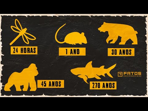 Vídeo: Animais Extraordinários E Seus Donos No Fim Da Vida