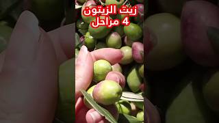 طحن الزيتون واستخلاص أجود زيت طريقة الزيتون الزيت