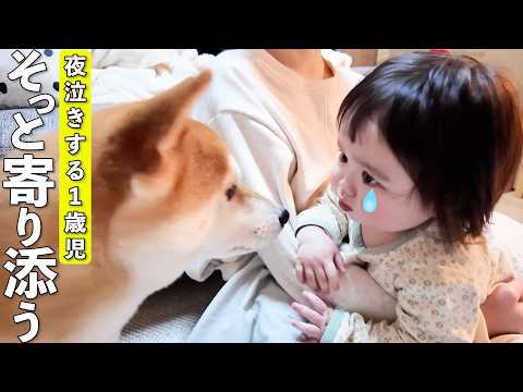初めて夜泣きする1歳児に寄り添う柴犬が優しすぎました…