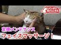 マッサージが気持ちいい猫。定期メンテナンスです。