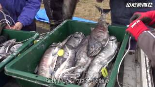 寒風がうま味「鮭の新切り」