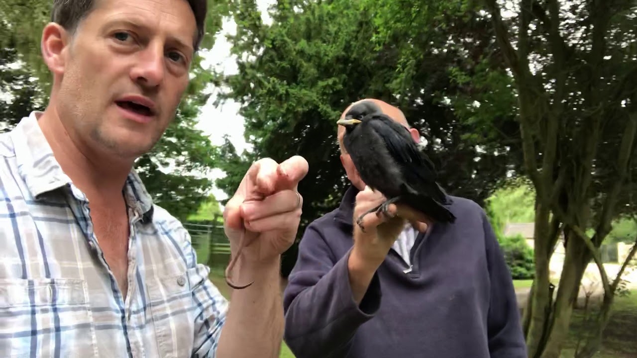 my pet jackdaw 4 YouTube