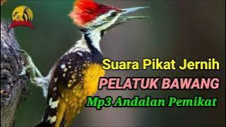 Suara Pikat PELATUK BAWANG Andalan Pemikat. Dijamin Anti Zonkk!!