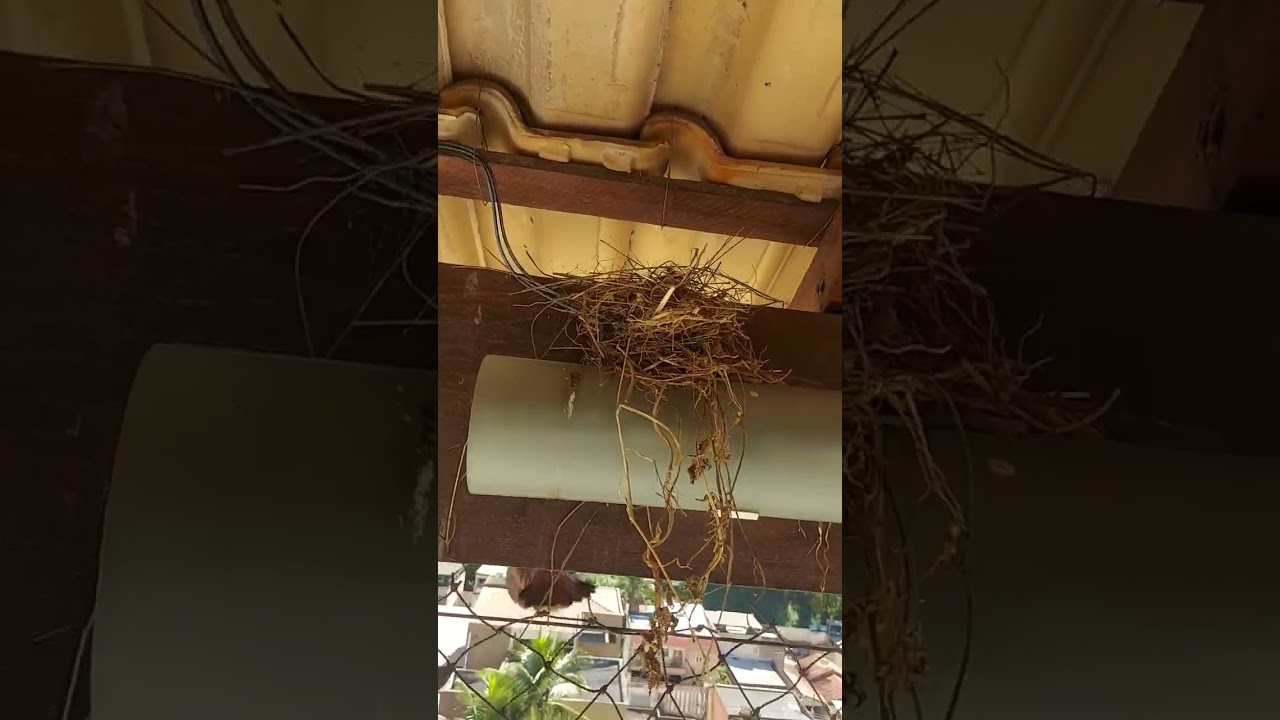 passarinho fez ninho no quarto dos irmãos Vita 