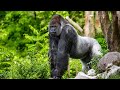 The Rare Cross River Gorillas | Bama And The Lost Gorillas | Real Wild