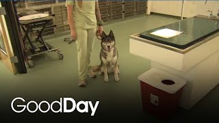 Sade Checks Out Animal Urgent Care of Rocklin