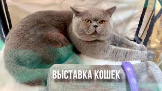 Выставка кошек Породы кошек / cat show