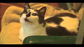 Pet Adoption PSA