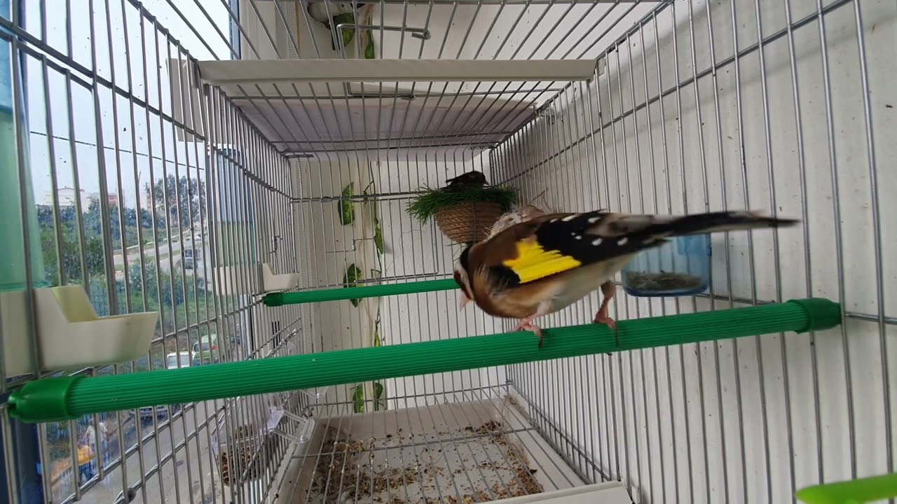 بسم الله ما شاء الله..سامي محيوس...القوة تتكلم...ردها عليا إن إستطعت...لكم الحكم خاوتي لعزاز