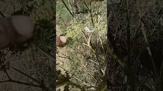 Semillas de hinojo. SON GRAAAATIS