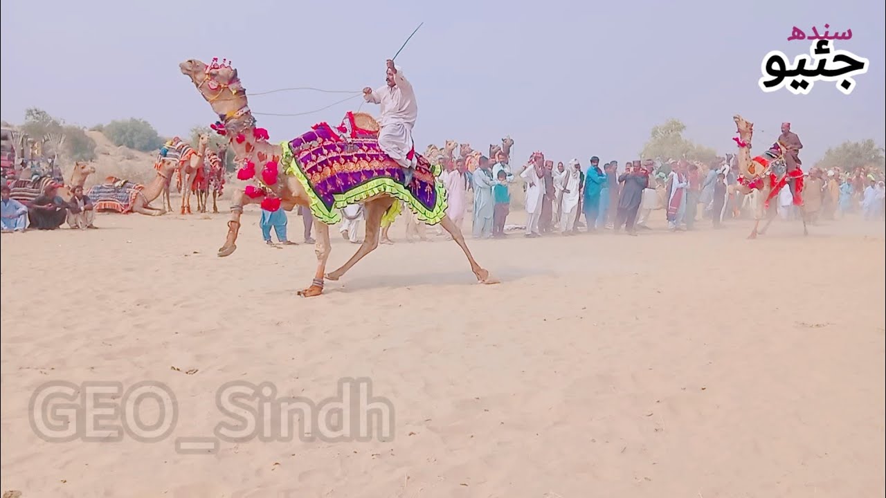 Pakistan Matho Mar matho Camel Vip Camel Race Pakistan of Sindh kandri mela thar #camel # ...