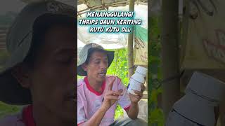 🔥 Daun Keriting Hilang! Insektisida Ampuh Bikin Tanaman Kembali Sehat