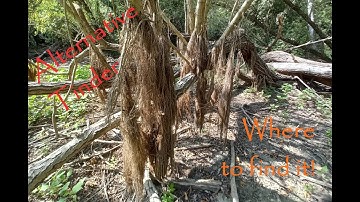 Bushcraft Skills || An alternative to feather sticks! || Different tinder from different enviroment