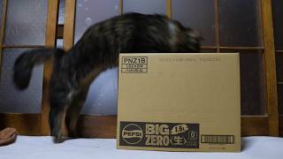 ペプシ＜生＞ BIG ZERO の箱入り猫 box and cat 261011 - YouTube
