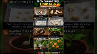 #orange #garden #growth