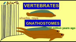 CLADOGRAM--11 GNATHOSTOMES