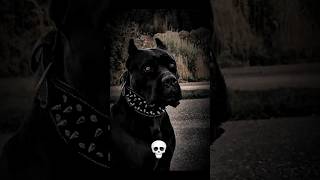 dogs transformations ☠️ Pitbull #dogs #phonkagressive #transformation #animals