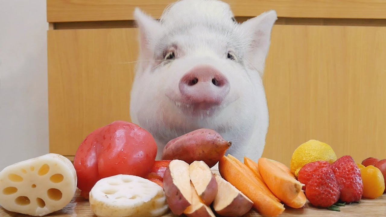 Pig's eating various vegetables Mukbang ASMR