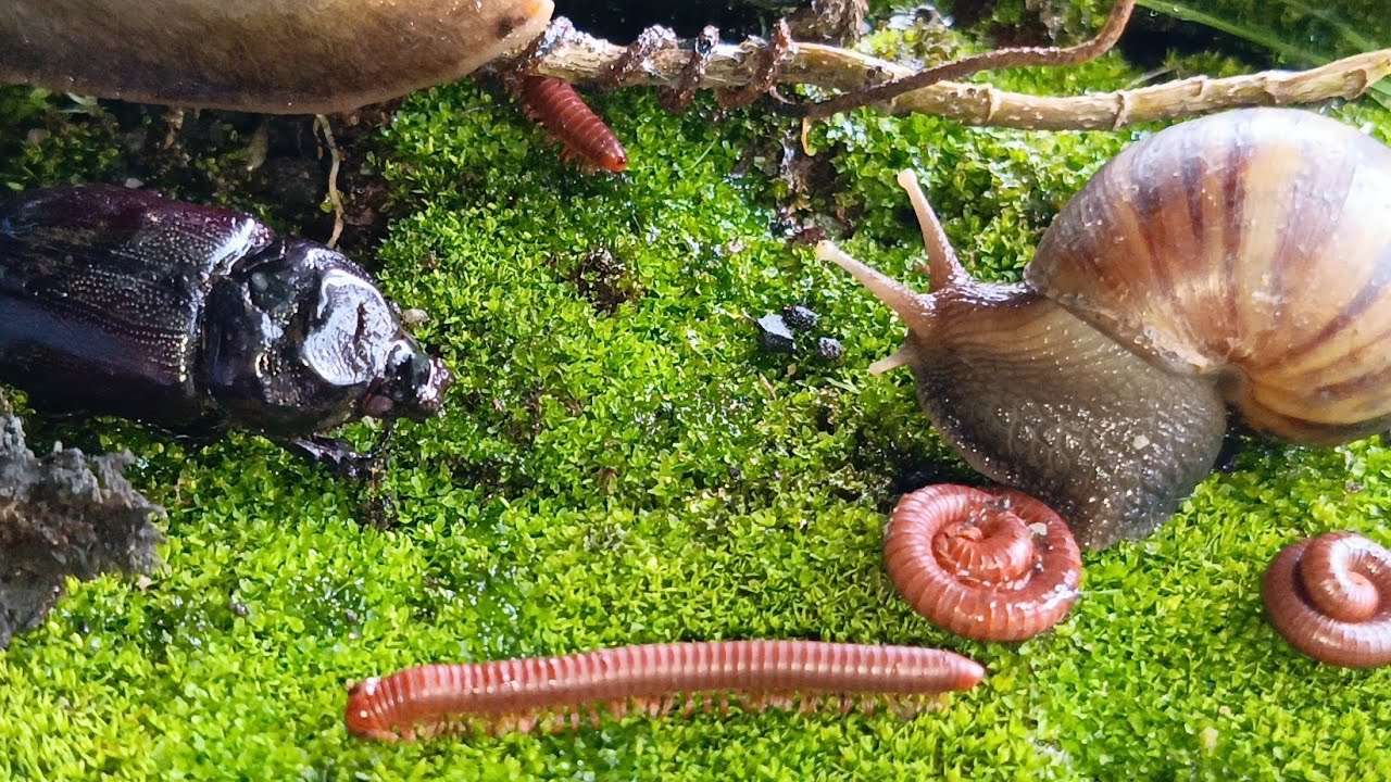 Life in Miniature : Exploring Millipede & Snail Ecosystems Up Close 