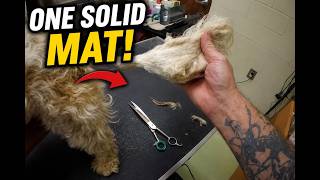 😳 This Dog’s Tail Was ONE Solid Mat… | Satisfying Grooming POV