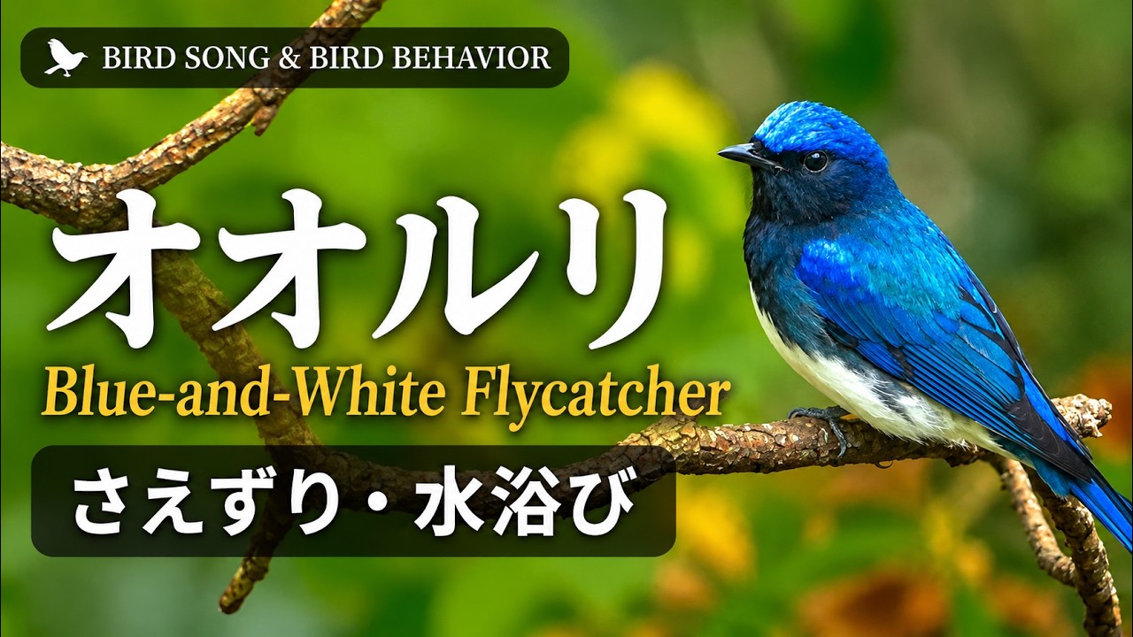 オオトリ様 オオルリ Blue-and-White Flycatcher | さえずり・水浴び - YouTube
