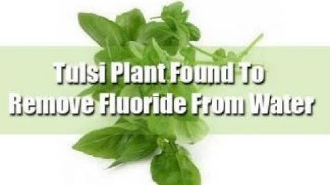 Using the Tulsi Plant to Reduce your Drinking Water