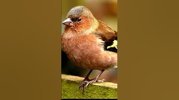 The Vibrant Life of Chaffinches Colors, Songs, and Survival p5