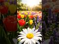 Mystery Garden | Mysterology