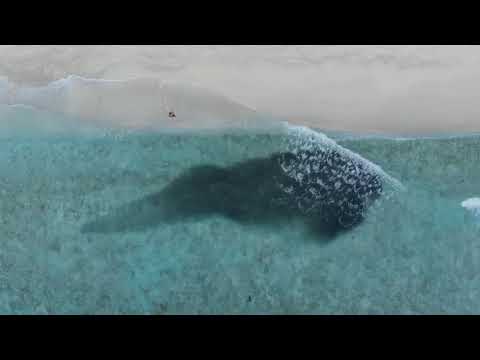 Fishes in Paradise ~ Maldives ~ BeachLife Tours