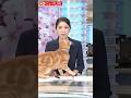 放送事故！ニュース中でも甘えたい猫