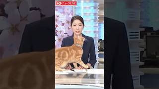 放送事故!ニュース中でも甘えたい猫